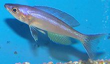 Cyprichromis leptosoma.jpg