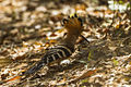 Madagascar Hoopoe - Ankarafantsika - Madagascar S4E9386 (15110965529).jpg