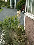 Yucca glauca Sinijukka VII08 H6193.jpg