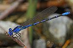 Vivid Dancer - Argia vivida, Packer Lake, California.jpg