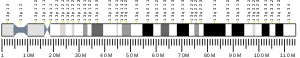 Chromosome 13 (human)