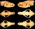 Canis latrans texensis vs Canis latrans "var.".jpg