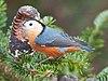 Przevalski's nuthatch - Chengdong Wang (cropped).jpg