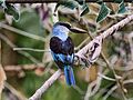 Birds 1000692 (31271406382).jpg