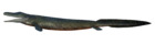 Tiktaalik restoration (side view) by ObsidianSoul 02.png