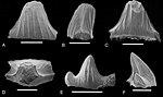 Hybodus sp. - Tendaguru Formation, Tanzania.jpg