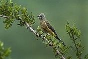 Gray Silky-Flycatcher - Mexico S4E9223 (16864632608).jpg