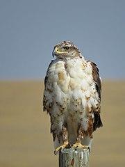 Ferruginous Hawk Alberta.jpg