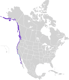 Haematopus bachmani map.svg