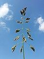 Poa pratensis sl6.jpg