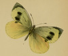 Madeiran large white