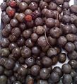 Drying Rudraksh fruits