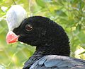 Pauxi pauxi -Denver Zoo, Colorado, USA -head-8a.jpg