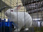 Floridawhiterabbit.jpg
