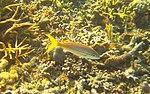 Ocyurus chrysurus - yellowtail snapper - Bay of Pigs - Cuba.jpg