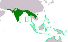 Esacus recurvirostris and Esacus magnirostris ranges.png