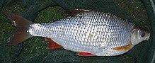 Rutilusrutilus38cm 2143x1060.JPG