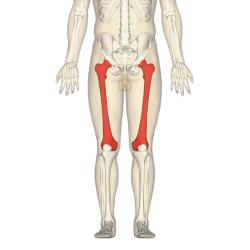 Femur - anterior view2.png