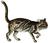 Pardofelis marmorata (white background).png