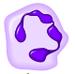 Neutrophil.png