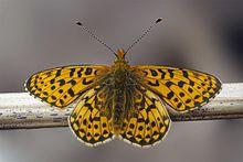 Pearl bordered fritillary.jpg