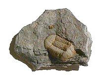 Trilobite Ductina.jpg