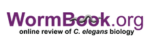 WormBook 1.png