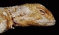 Harvard University Museum of Comparative Zoology - Agama rueppelli.jpg