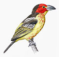 Lybius vieilloti plate.jpg