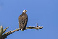 Madagascan Fish Eagle - Ankarafantsika - Madagascar (15111026410) (2).jpg