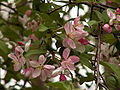 Malus coronaria, 2015-04-30, Frick Park, Pittsburgh, 01.jpg