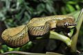 Tropidolaemus philippinensis.jpg
