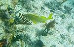 Haemulon flavolineatum - French grunt - Bay of Pigs - Cuba.jpg
