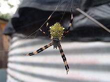Argiope appensa.jpg