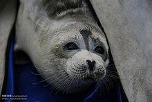 Caspian seal 03.jpg