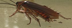 AmericanCockroach.jpg