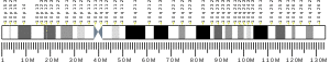 Chromosome 10 (human)