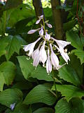 Hosta capitata2UME.jpg