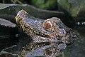 Paleosuchus palpebrosus 01.jpg
