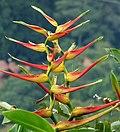 Platanillo (Heliconia latispatha) (14485478090).jpg
