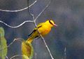 Slender-billed Oriole Oriolus tenuirostris by Dr. Raju Kasambe DSC 4258 (4).jpg