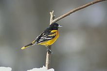 Baltimore Oriole.jpg