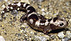 Ambystoma opacumPCSLXYB.jpg