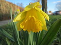 20140212Narcissus pseudonarcissus5.jpg