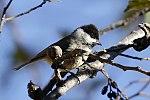 Black-bibbed Tit.jpg
