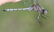 Orthetrum monardi 2017 11 28 7618.jpg