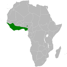 Bleda canicapillus distribution map.png