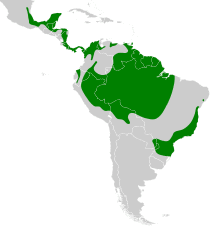 Spizaetus tyrannus map.svg