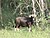 Wild Bos frontalis Upparabeeranahalli.jpg