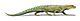 Mesosuchus BW.jpg